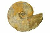 Iron Replaced Ammonite Fossil - Boulemane, Morocco #164463-1